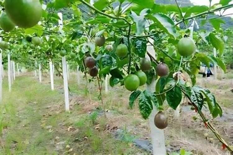 什么是海藻类食物 深海藻类食物有哪些 营养价值是什么