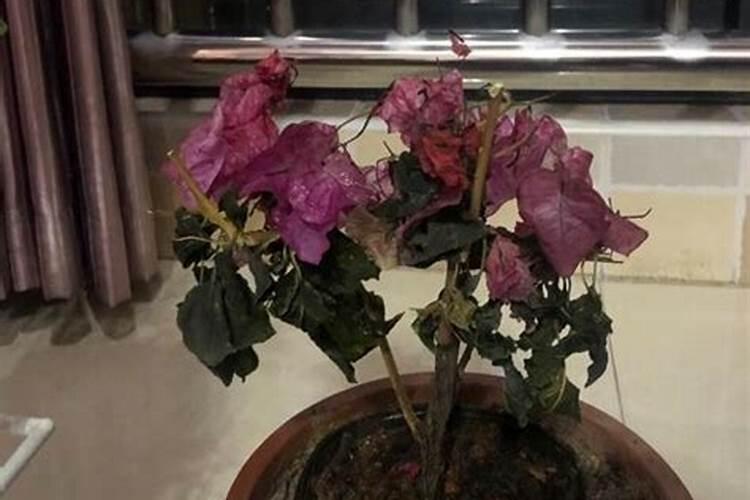 晚蒜什么种子好