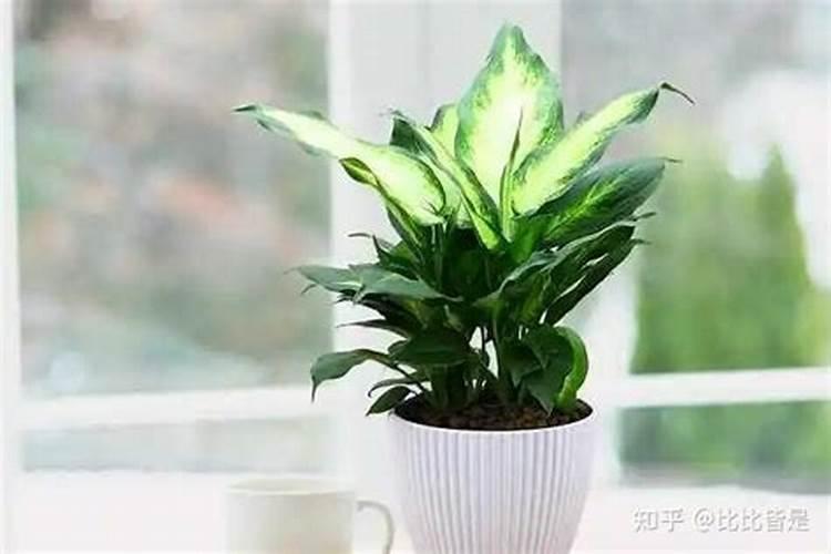 钾肥价格多少钱一吨