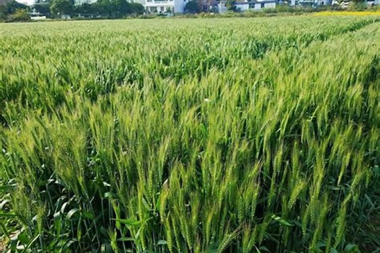 春季小麦喷什么叶面肥好呢？