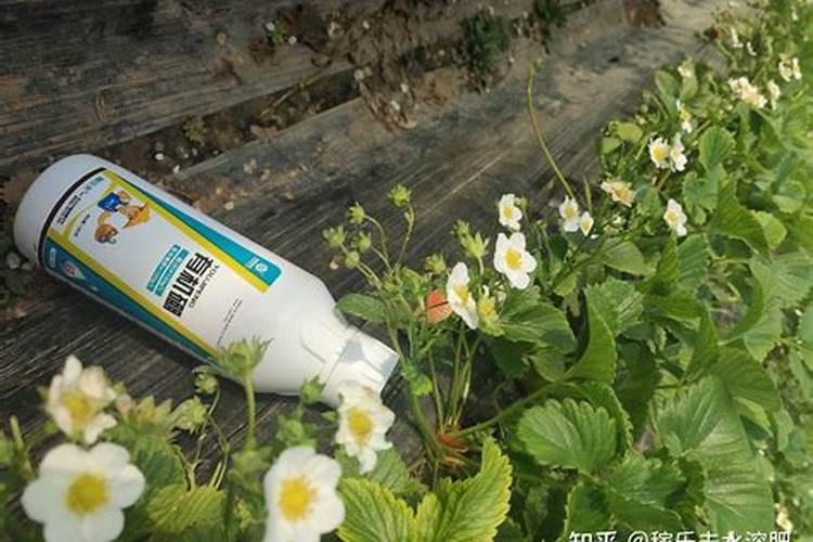 芸苔素抗旱最有效三个方法