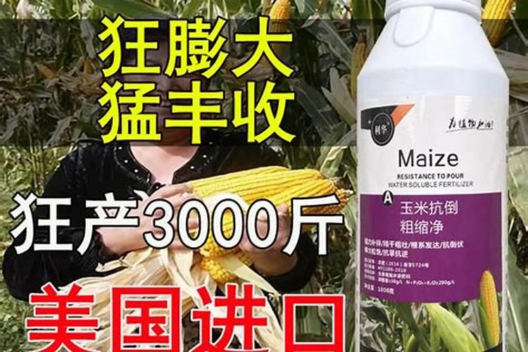 玉米水涝发黄喷什么叶面肥