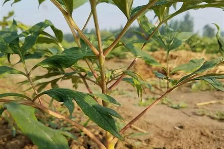 骨粉适用于什么花卉