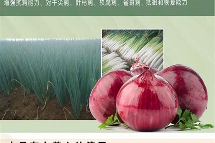 怎样让樱桃甜度增加