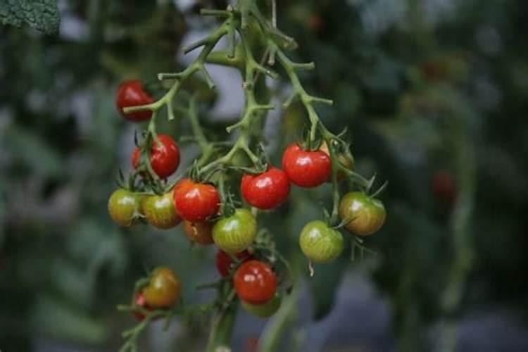 魔芋出土后怎么施肥和预防病虫害？