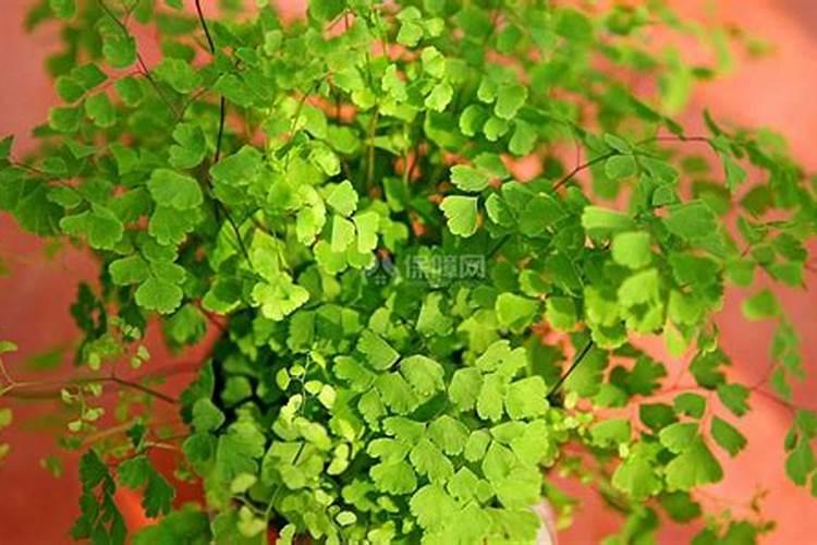 磷酸二氢钾怎么浇花