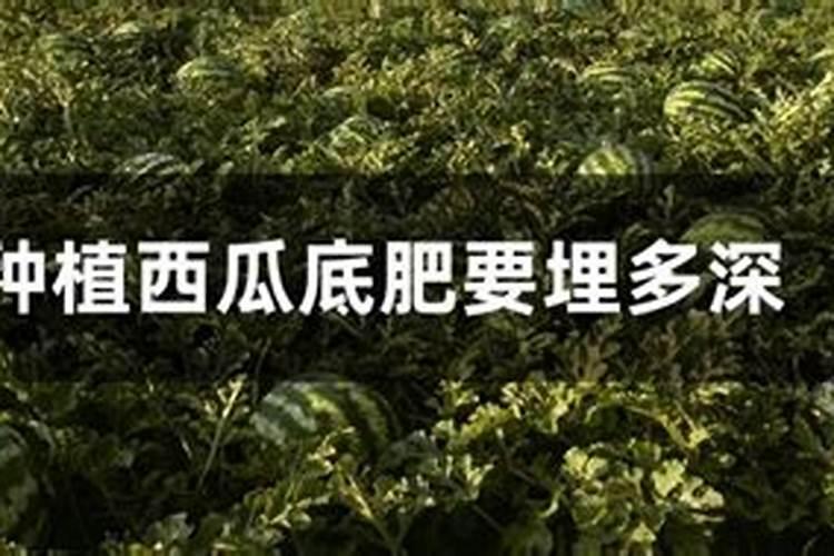 碳酸氢铵能否随水冲施