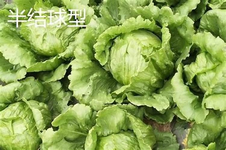 绿萝施肥需施什么肥料