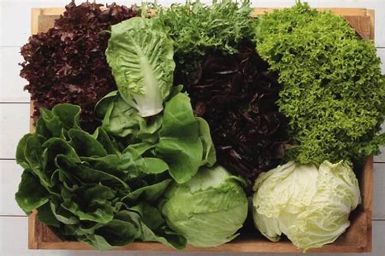 意大利生菜种植方法