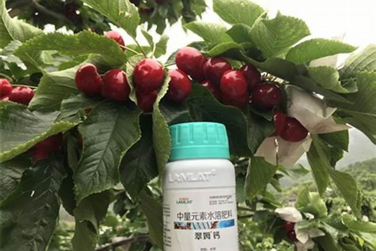 芒果开花期打什么药