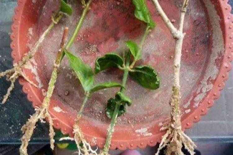 怎样才能让茉莉重新发芽生根？