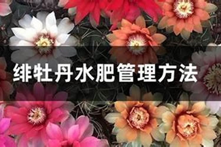 牡丹花正常生长期养护细节
