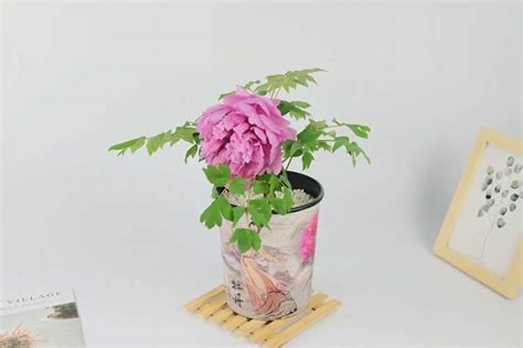 阳台牡丹花盆栽家养方法