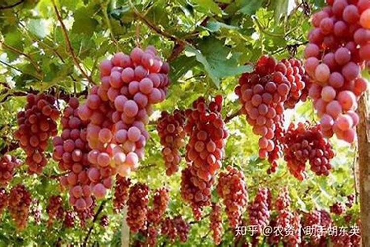 使叶子变绿的肥料、绿植需要的肥料有哪些