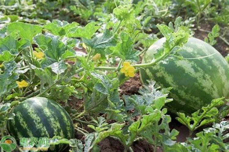 桃树全年用药一览表(桃树全面打药防治方案指南)