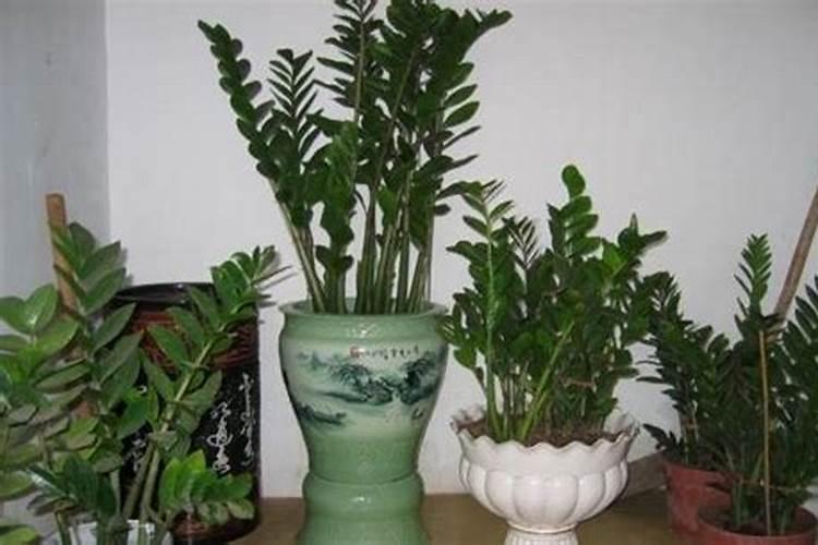 西兰花什么季节喷硼肥？