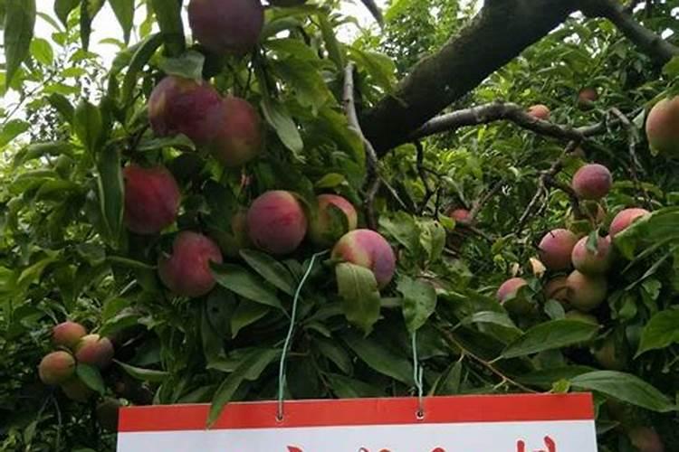 葡萄柚对环境有什么要求？