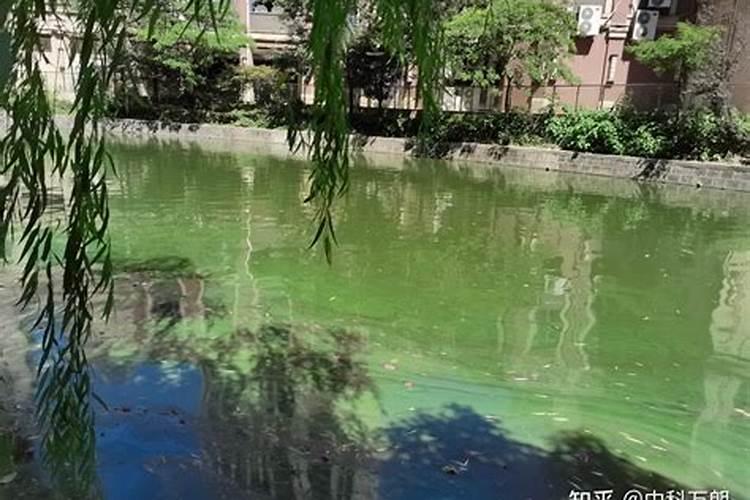 长寿花夏天能施肥吗