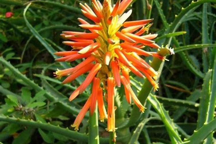 芸台素,氨基酸,磷酸二氢钾,硼肥可以一起用吗？