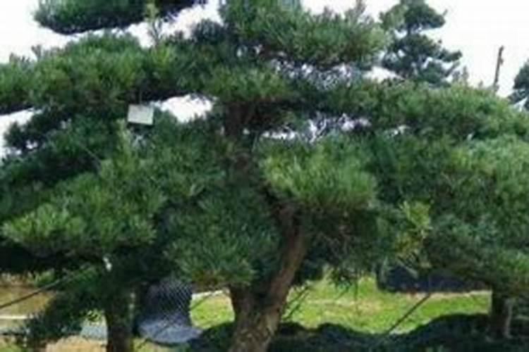 大棚玫瑰花的种植方法,掌握4个要点便可高产玫瑰花