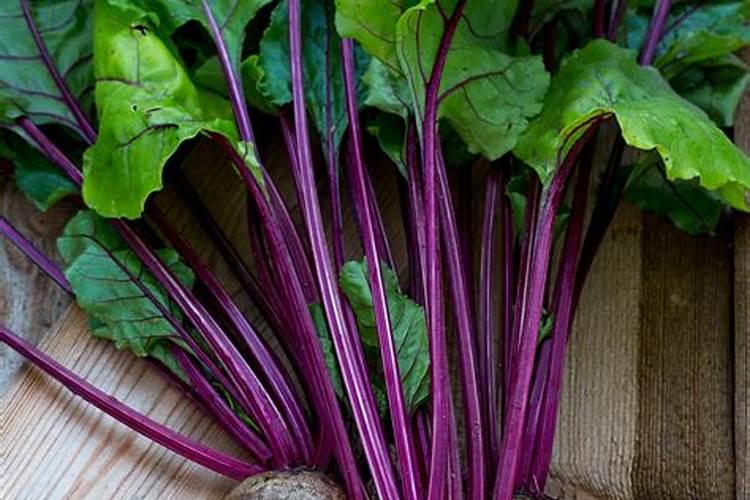 苹果树斑点落叶后再施肥有用吗？