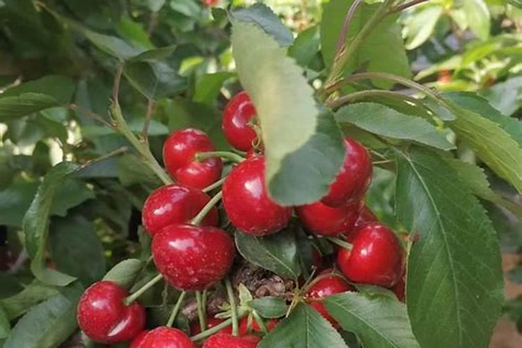 菖蒲可以水培吗 怎样水养石菖蒲