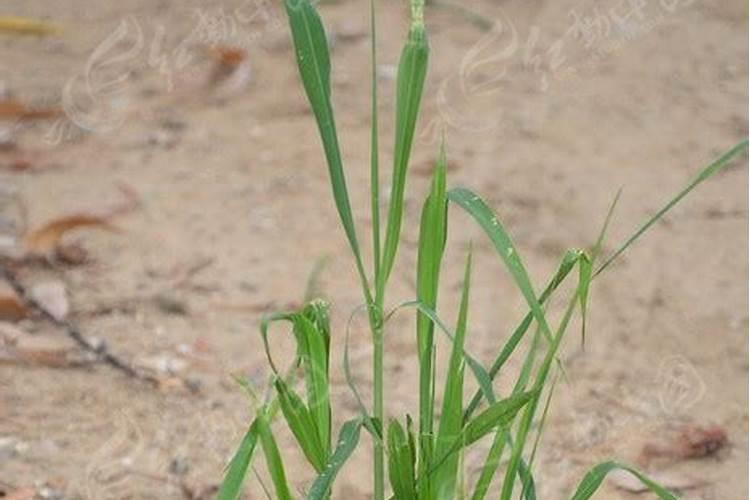 新载玫瑰花苗几天浇一次水 新载玫瑰花苗几天怎么浇水