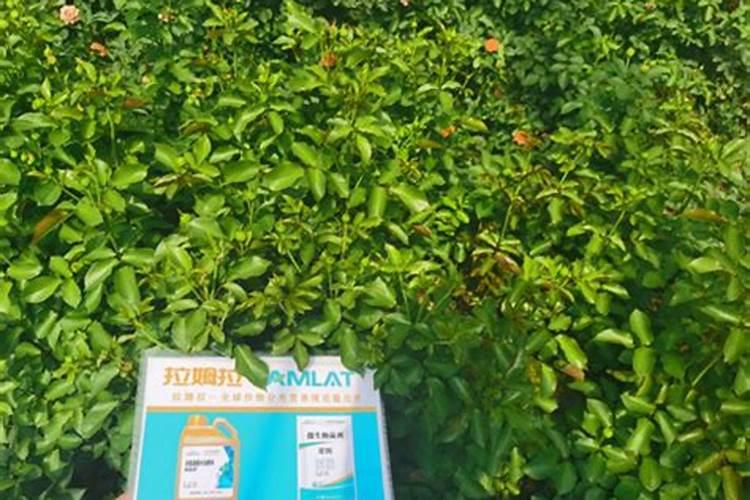 玫瑰施肥方法