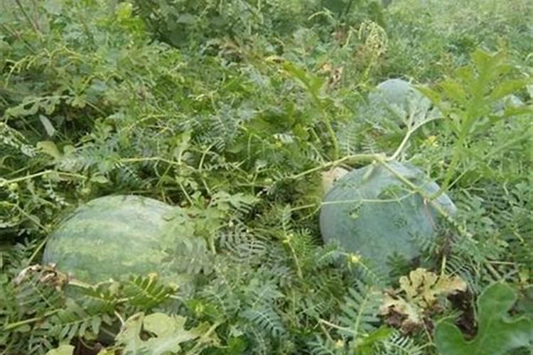 大豆用什么肥料最好