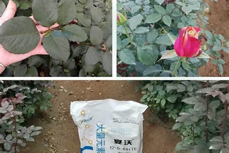 玫瑰花施什么肥料最好