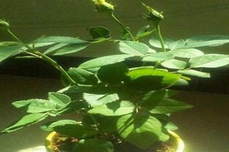 玫瑰花怎么施肥,玫瑰花施氮磷钾肥最为合适