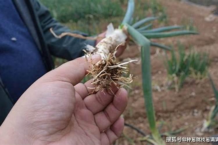 不同作物应用矿源黄腐酸钾的量不同吗？