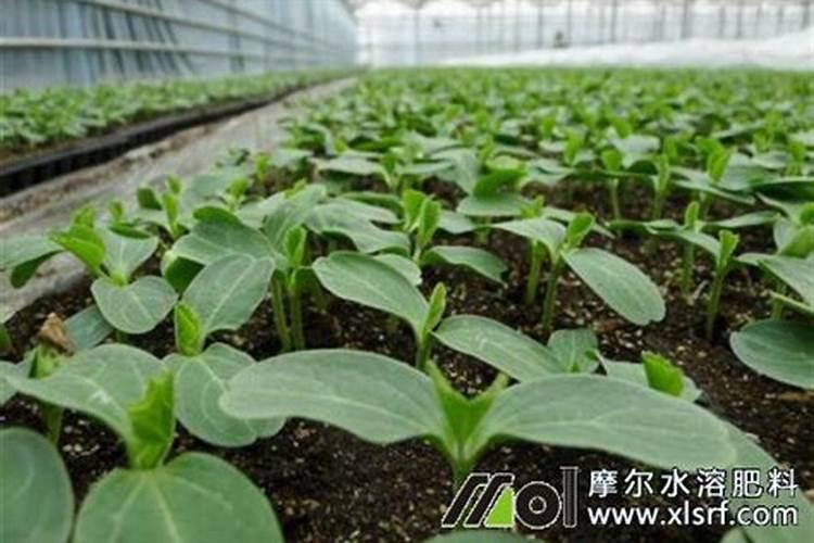 很多想尝试用基质育苗的看过来,给大家普及使用方法