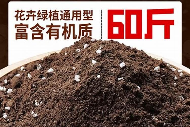 营养土可以种菜吗