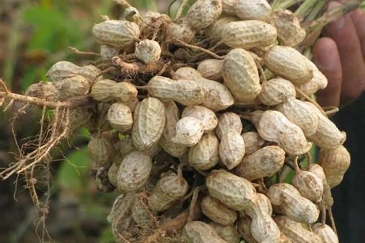 水稻后期贪青晚熟喷施什么叶面肥什么时间喷