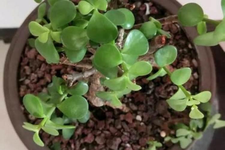 给花施肥什么时间好 什么时间给花施肥好呢