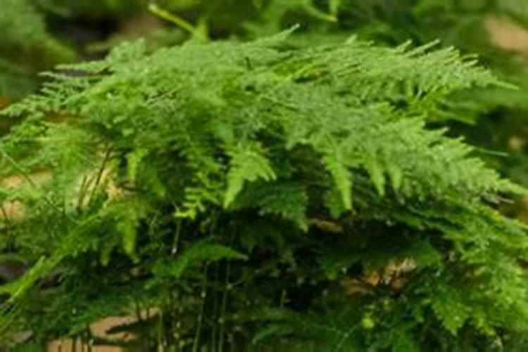 吊兰要经常浇水吗