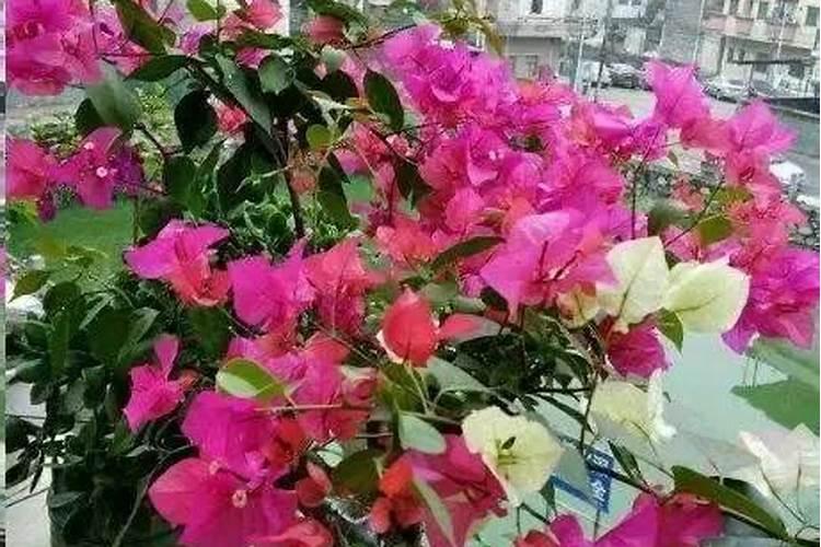 三角梅施什么肥合适