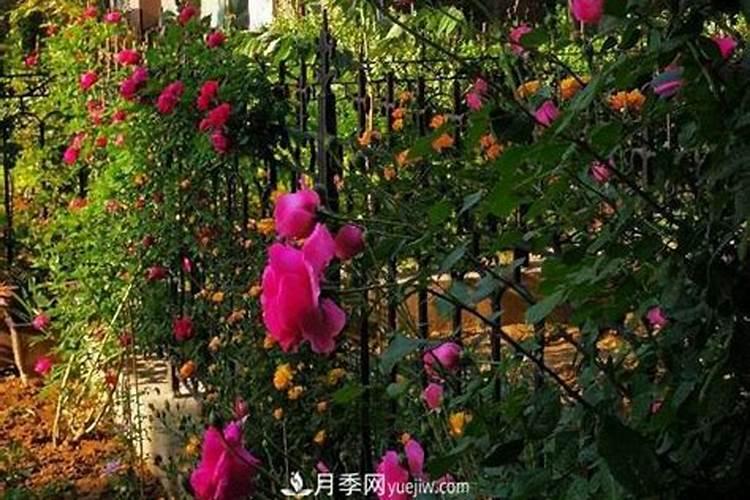 赖氨酸有三个pk值,pk1=2.1,pk2=9.0,pk3=10.5;赖氨酸的pl为多少？