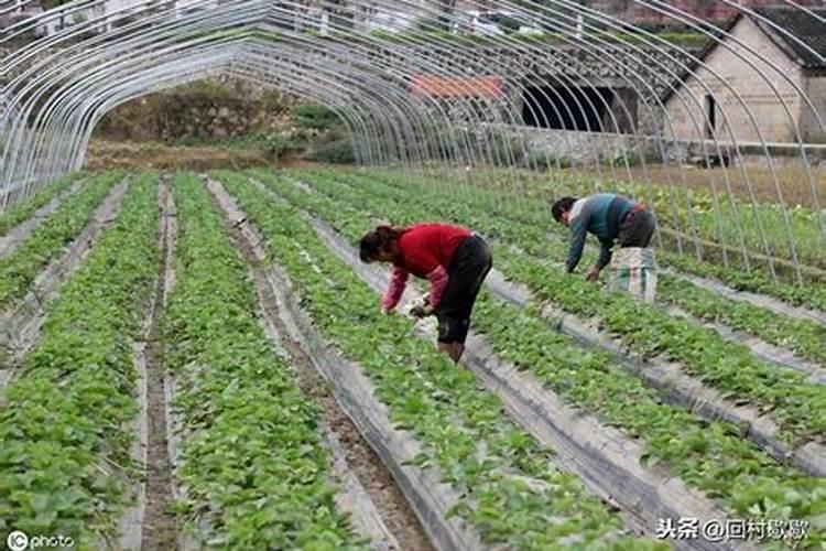 28芸苔素赤霉酸在大蒜上的正确用量