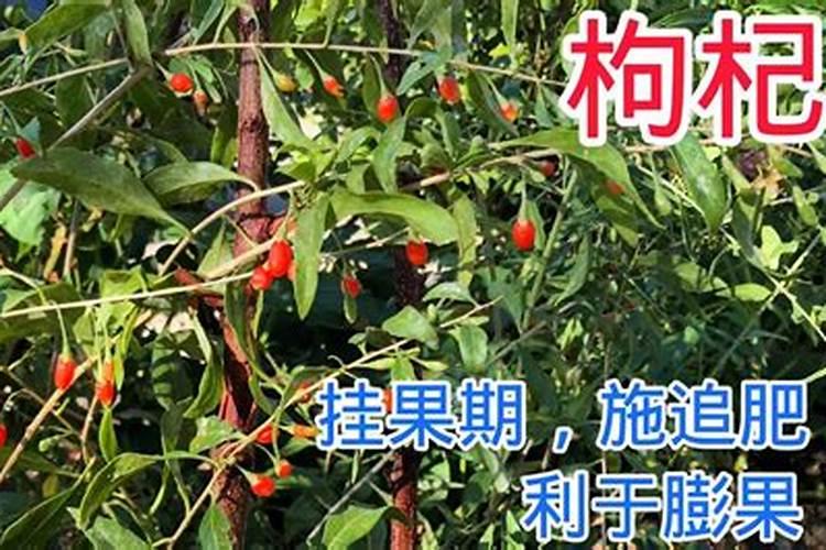 枸杞如何施肥