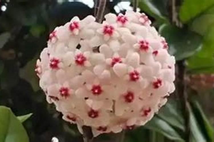 球兰用什么肥料开花多 球兰怎么浇水