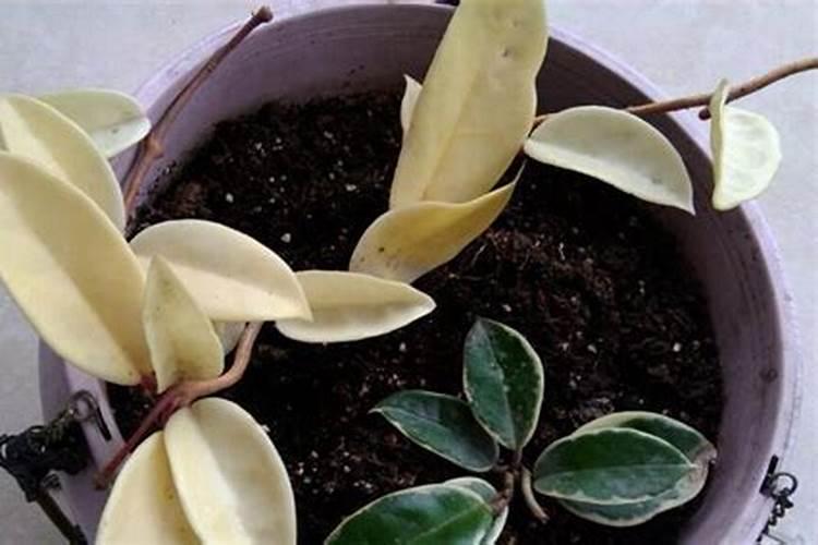 源道319种微量元素肥使用方法