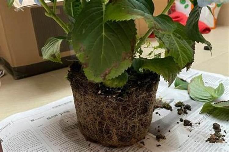 新买的绣球花怎么养