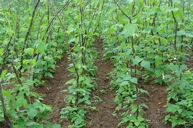 甲烷是怎么产生的