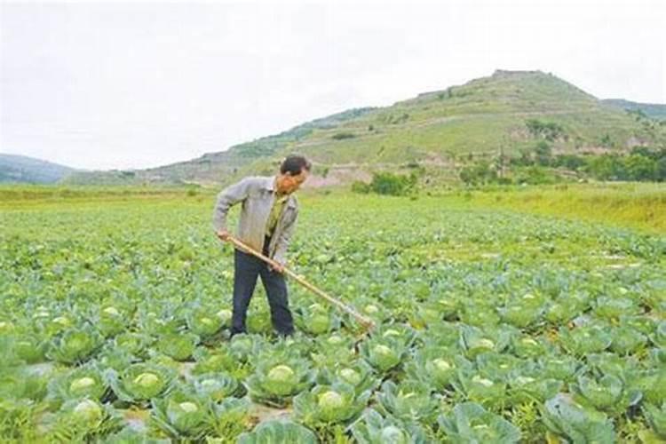 芸苔素内酯怎么兑水