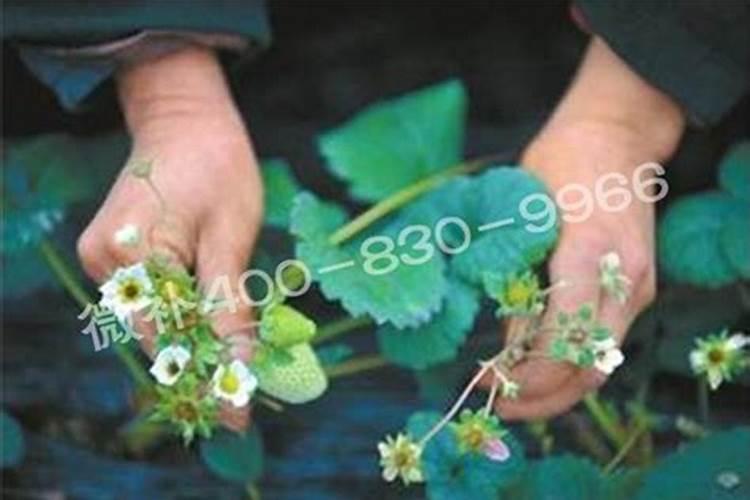 大棚草莓如何施肥才能高产