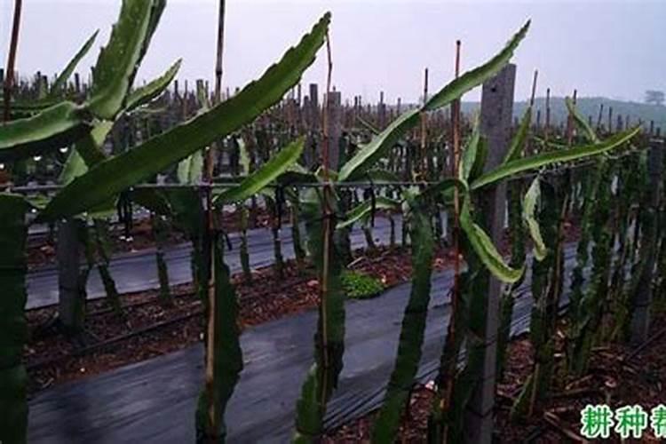 复合肥兑水浇菜几天可以吃,撒复合肥没下雨多久失效