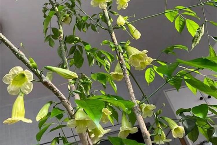 绿萝可以施复合肥吗