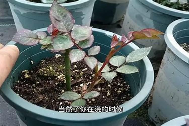 月季花现在都发芽了,而且也长新叶子了,可以施肥吗？